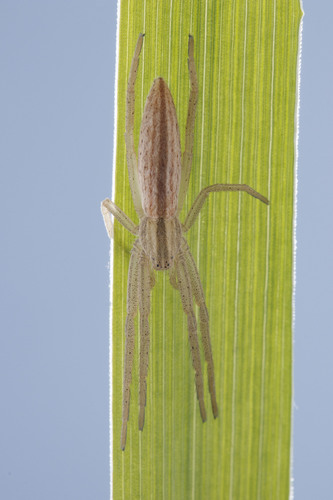 Maritime Running Crab Spider