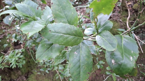 Ilex perado platyphylla