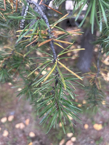 Jack pine