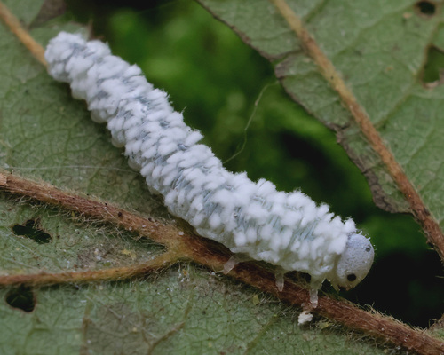 Alder Sawfly