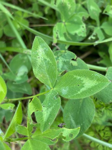Red Clover