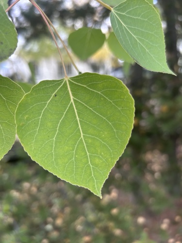 quaking aspen