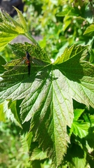 Tanyptera nigricornis