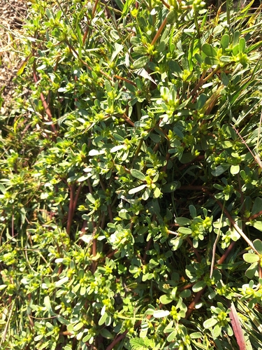 Common Purslane