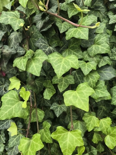 common ivy