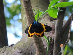 Milionia zonea pryeri