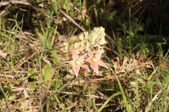 Caladenia × spectabilis