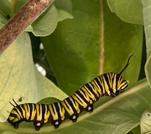 Monarch