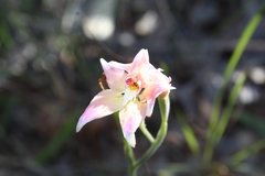 Caladenia × spectabilis