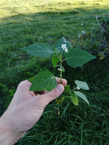 black nightshade