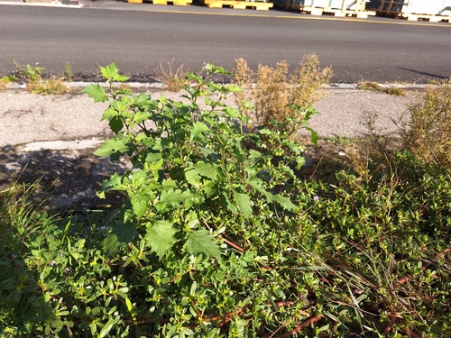 black nightshade