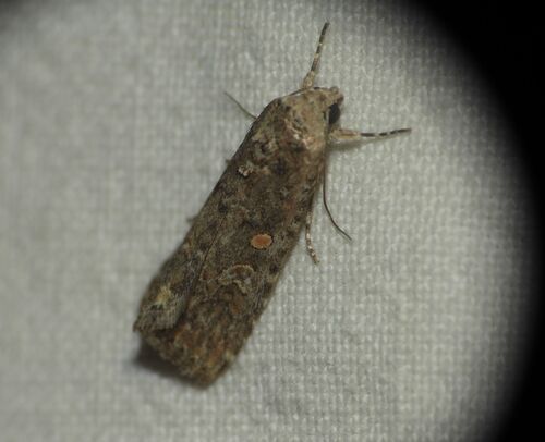 Beet Armyworm Moth