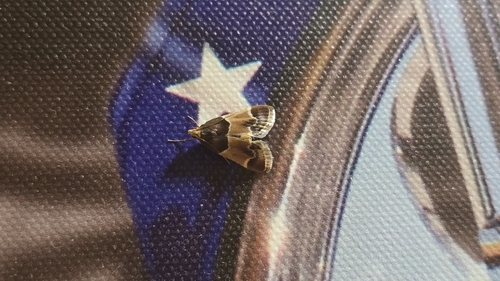Meal moth