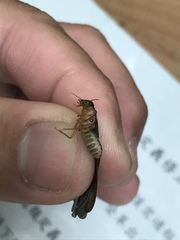 Odontotermes formosanus