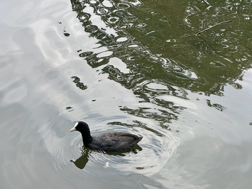 Eurasian Coot