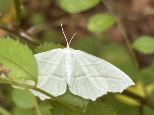 Pale Beauty