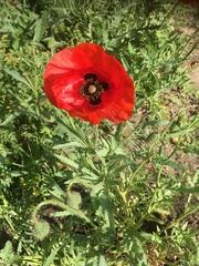 Papaver
