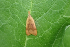 Dichomeris derasella