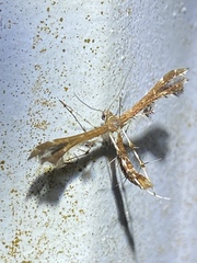 Geina periscelidactylus