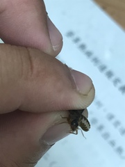 Odontotermes formosanus