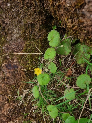 Madeira Moneywort