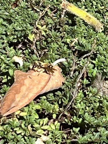 European Woolcarder Bee