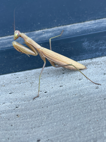 European Mantis