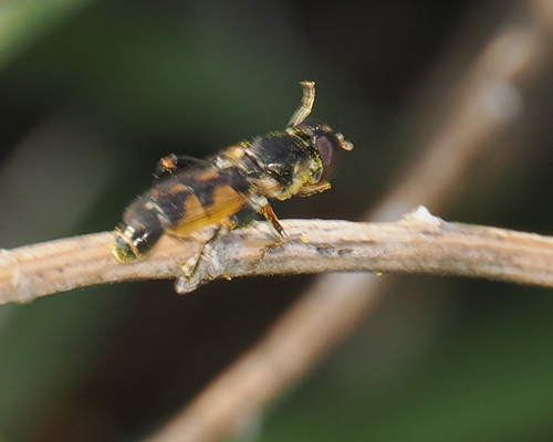 Thick-legged Hover Fly