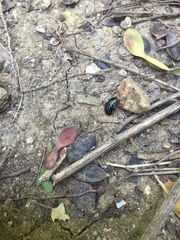 Loboptera canariensis