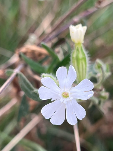 white campion