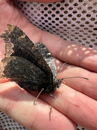 Mourning Cloak