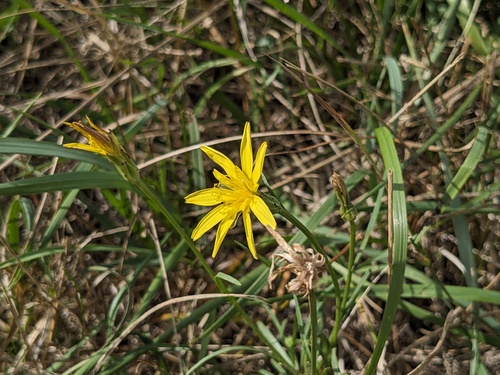 Grey Salsify