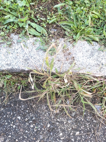 witch grass