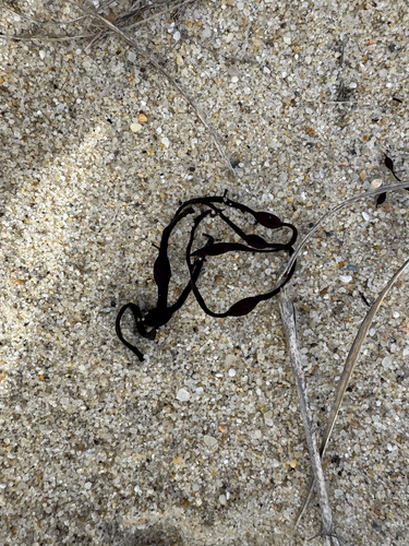 Knotted Wrack