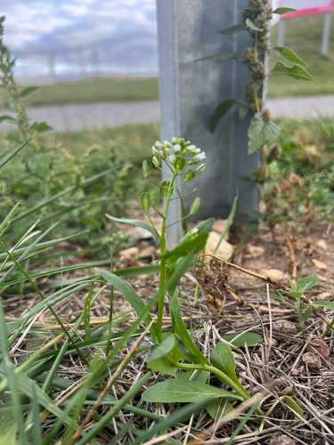 field penny-cress