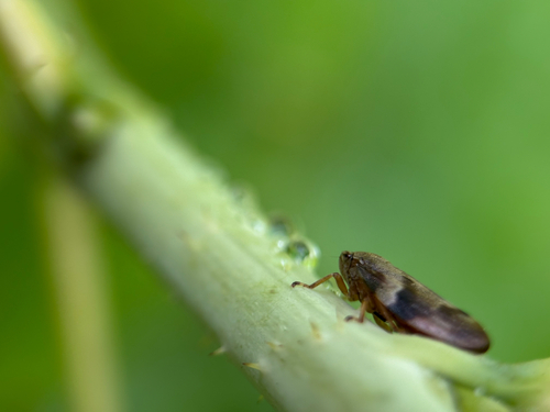 Alder Spittlebug