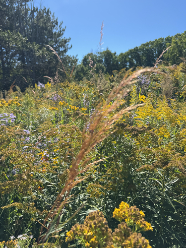 Indiangrass