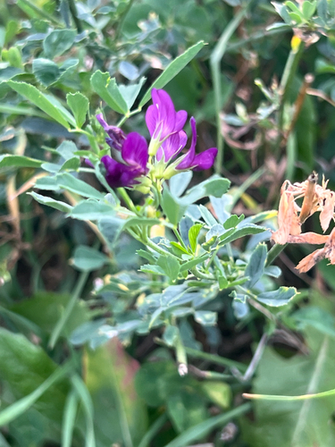Alfalfa