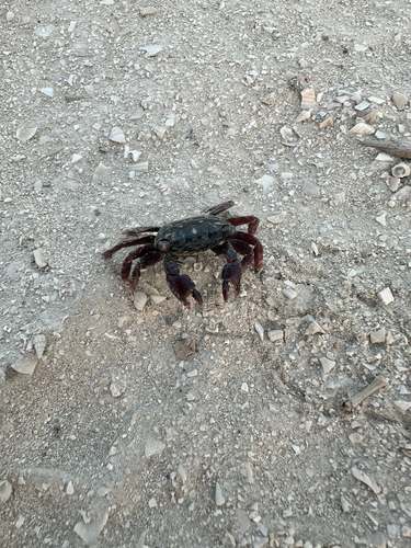 Metopograpsus messor observed 2026-09-22