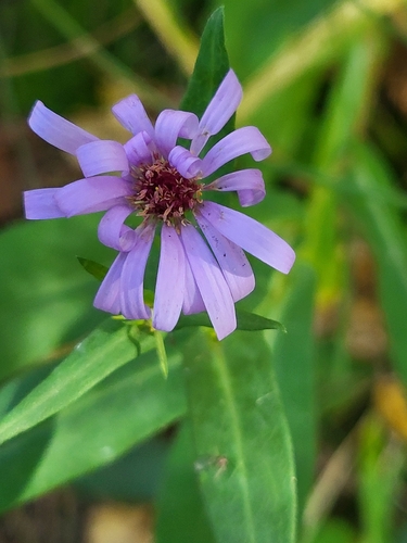 smooth blue aster