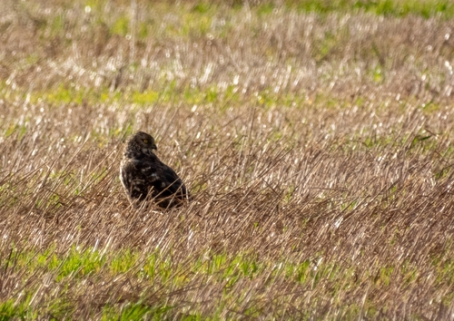 Hen Harrier