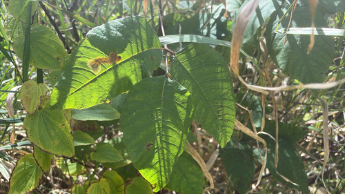 eastern poison ivy