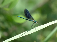 Calopteryx splendens