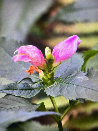 pink turtlehead