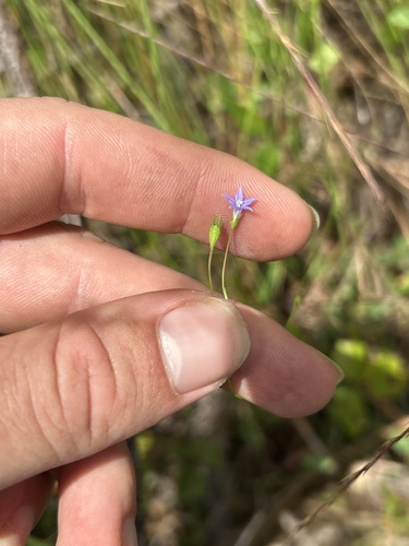 southern rockbell