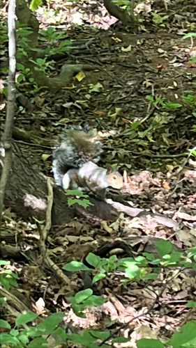 Eastern Gray Squirrel
