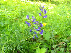 Vicia onobrychioides
