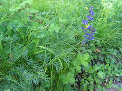Vicia onobrychioides