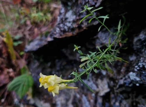 common toadflax