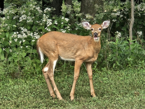 Northern White-tailed Deer